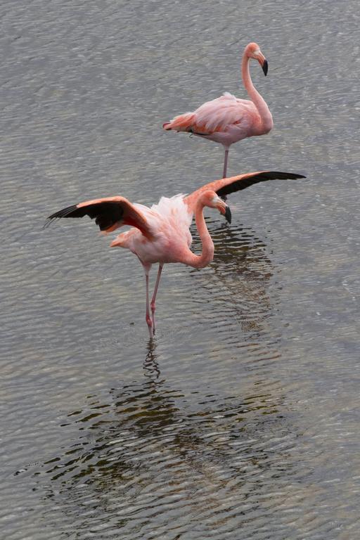 Paraiso De Isabela Puerto Villamil Dış mekan fotoğraf