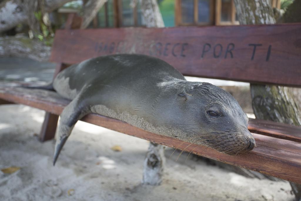Paraiso De Isabela Puerto Villamil Dış mekan fotoğraf