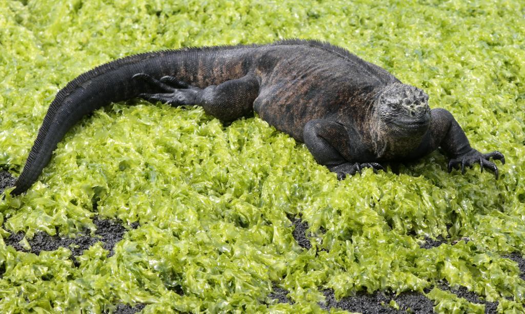 Paraiso De Isabela Puerto Villamil Dış mekan fotoğraf