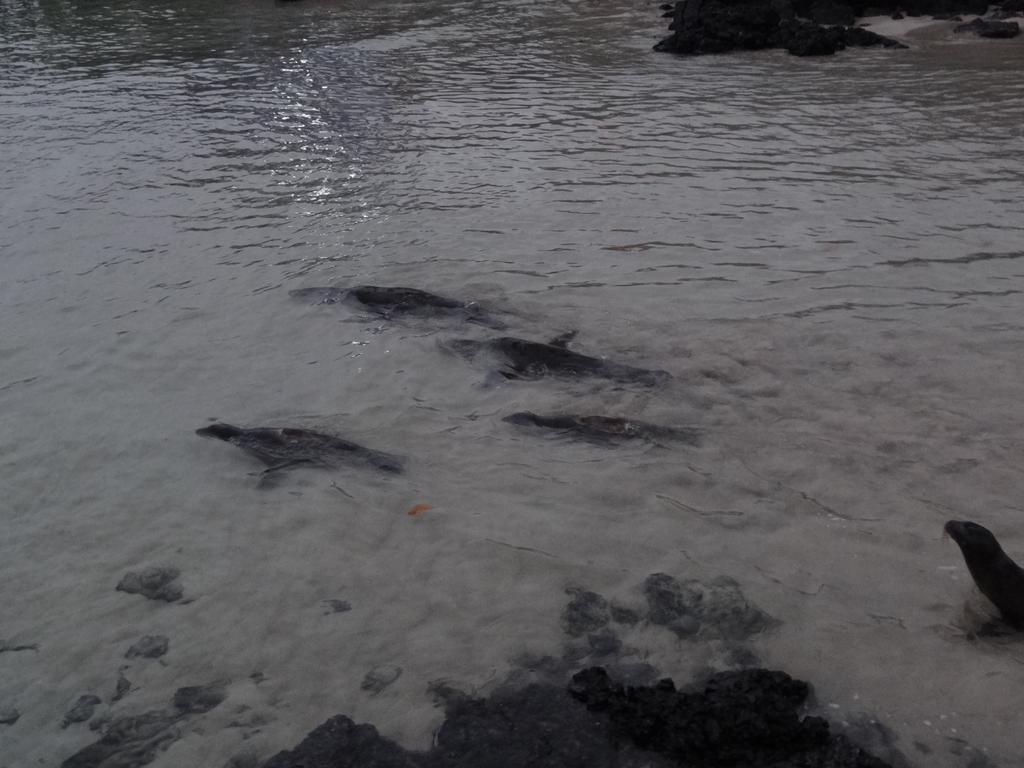 Paraiso De Isabela Puerto Villamil Dış mekan fotoğraf