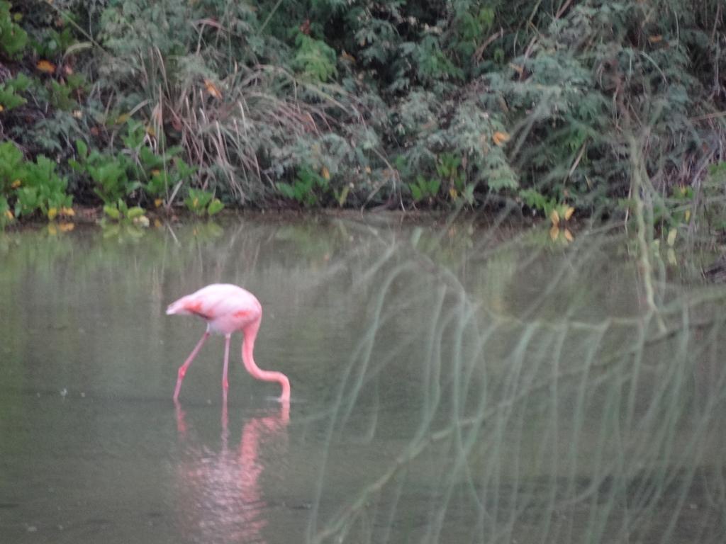 Paraiso De Isabela Puerto Villamil Dış mekan fotoğraf